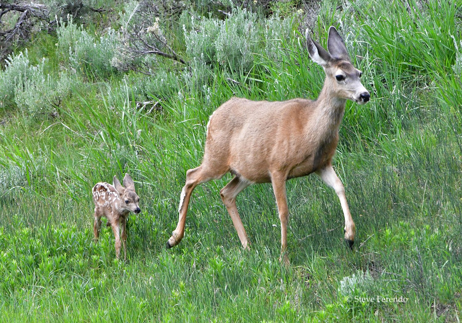 natural-world-through-my-camera-mule-deer-doe-with-fawn